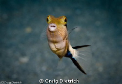 Little Angel/ See these little guys on almost every dive ... by Craig Dietrich 